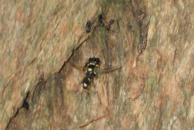 il ratto delle formiche Tracheliodes quinquenotatus