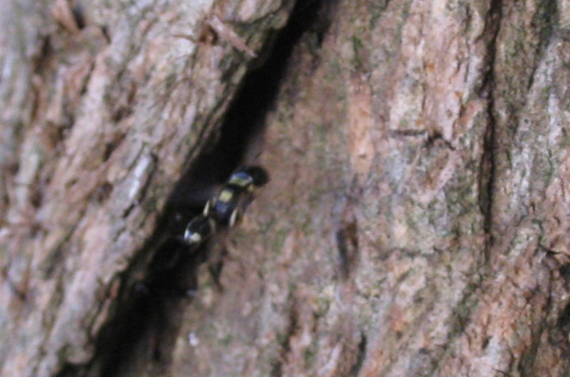 il ratto delle formiche Tracheliodes quinquenotatus