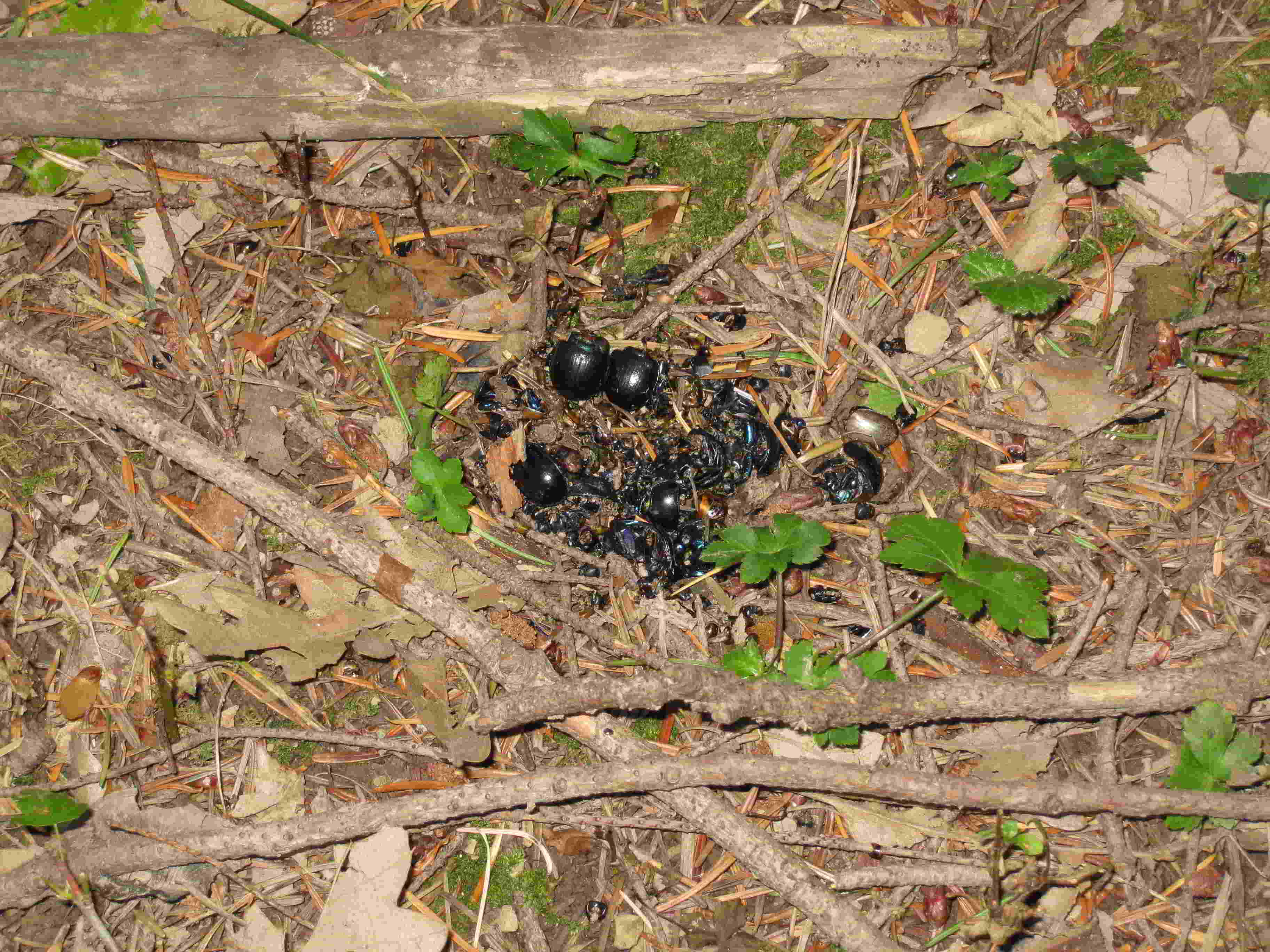 resti di coleotteri