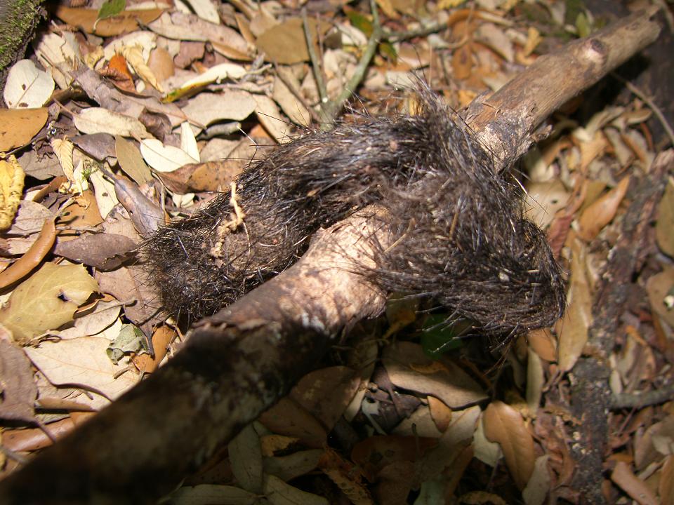 fatte da identificare