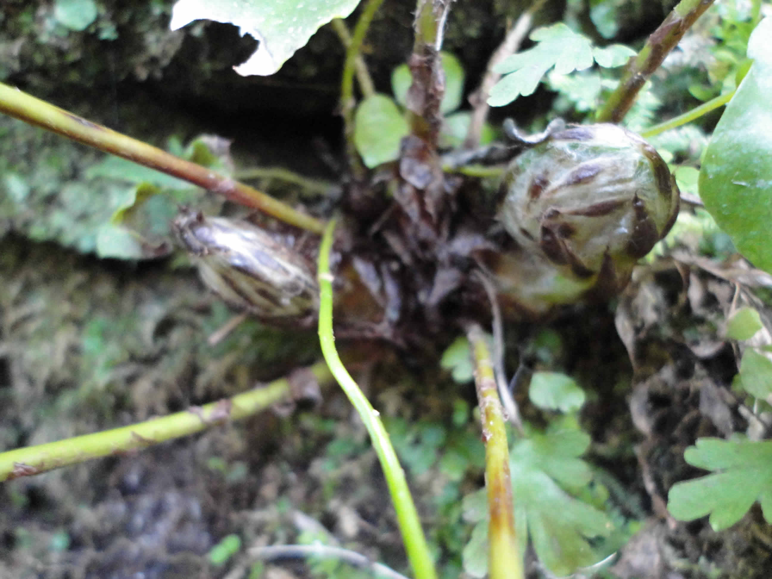 Cyrtomium sp.