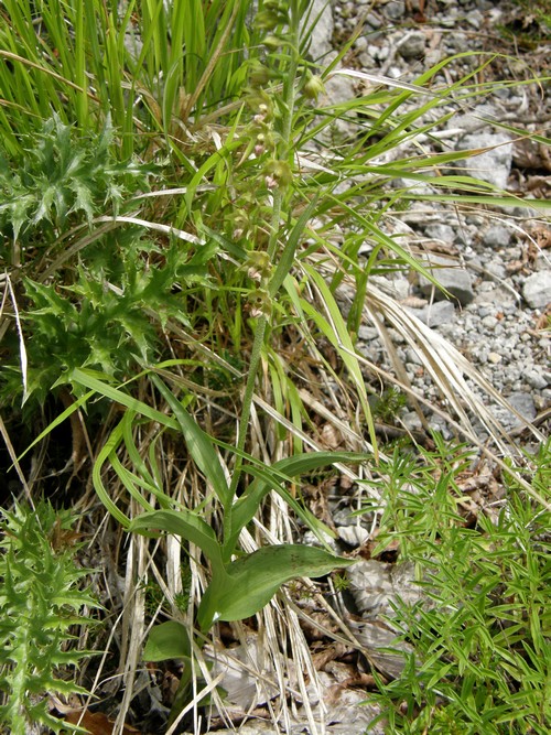 Epipactis persica subsp gracilis  e Epipactis atrorubens
