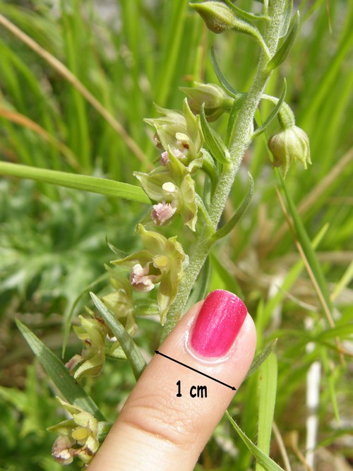 Epipactis persica subsp gracilis  e Epipactis atrorubens