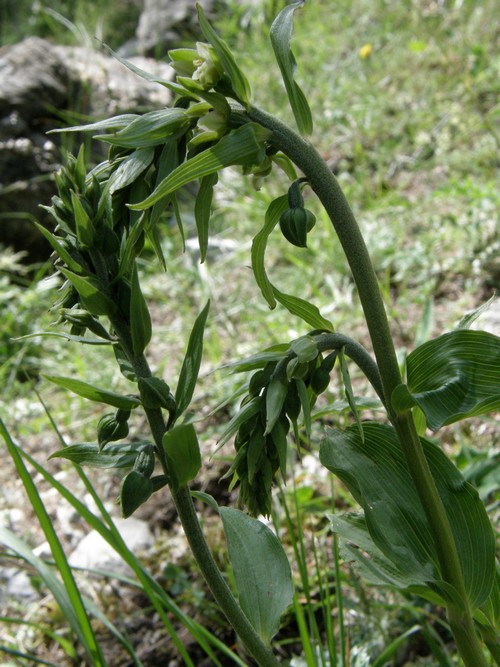 Orchidee in quel di Chialvetta (CN)