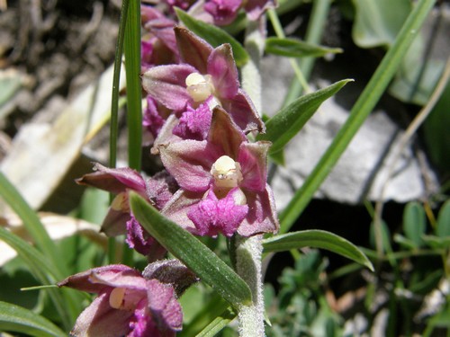 Orchidee in quel di Chialvetta (CN)