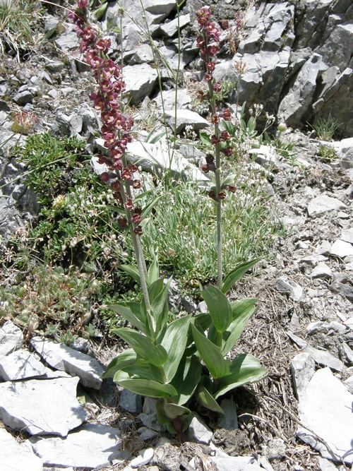 Orchidee in quel di Chialvetta (CN)