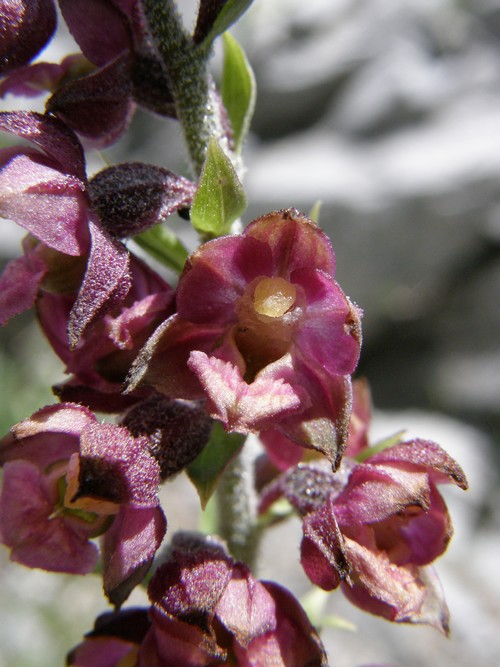 Orchidee in quel di Chialvetta (CN)