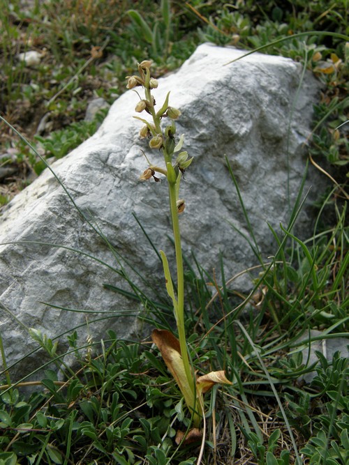 Orchidee in quel di Chialvetta (CN)