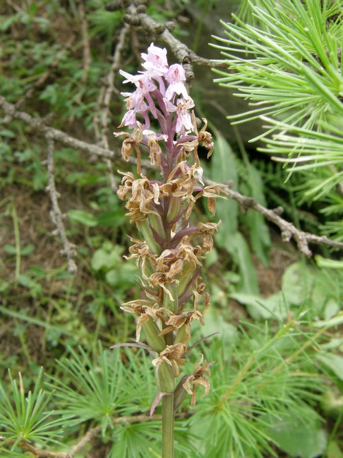 Orchidee in quel di Chialvetta (CN)
