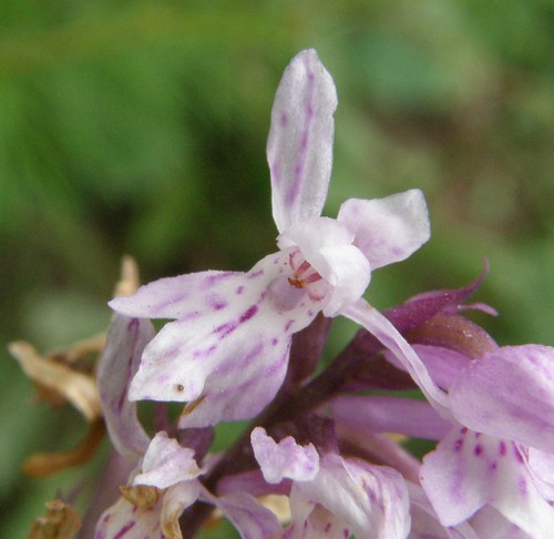 Orchidee in quel di Chialvetta (CN)