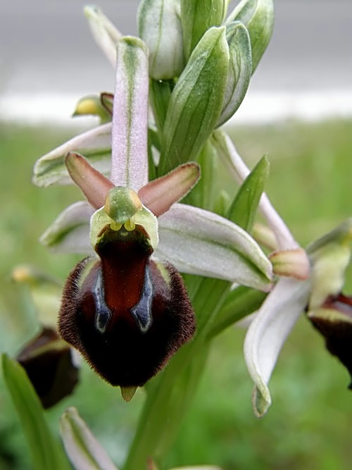 Ophrys exaltata subsp. morisii