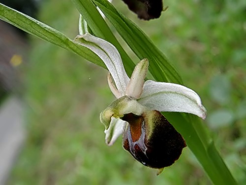 Ophrys exaltata subsp. morisii