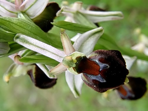 Ophrys exaltata subsp. morisii