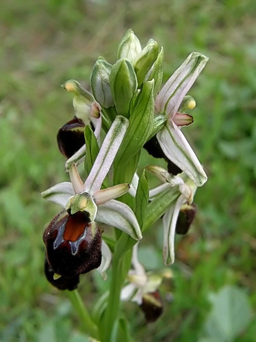 Ophrys exaltata subsp. morisii