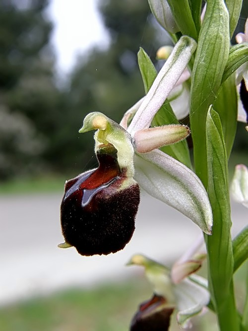 Ophrys exaltata subsp. morisii