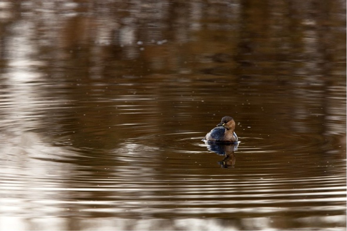 Altre foto di tuffetto
