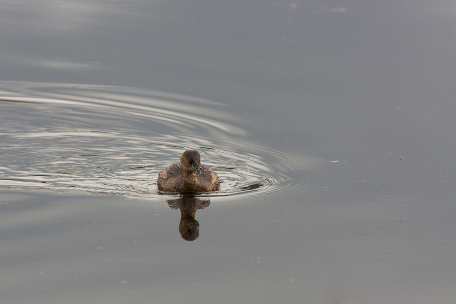Altre foto di tuffetto