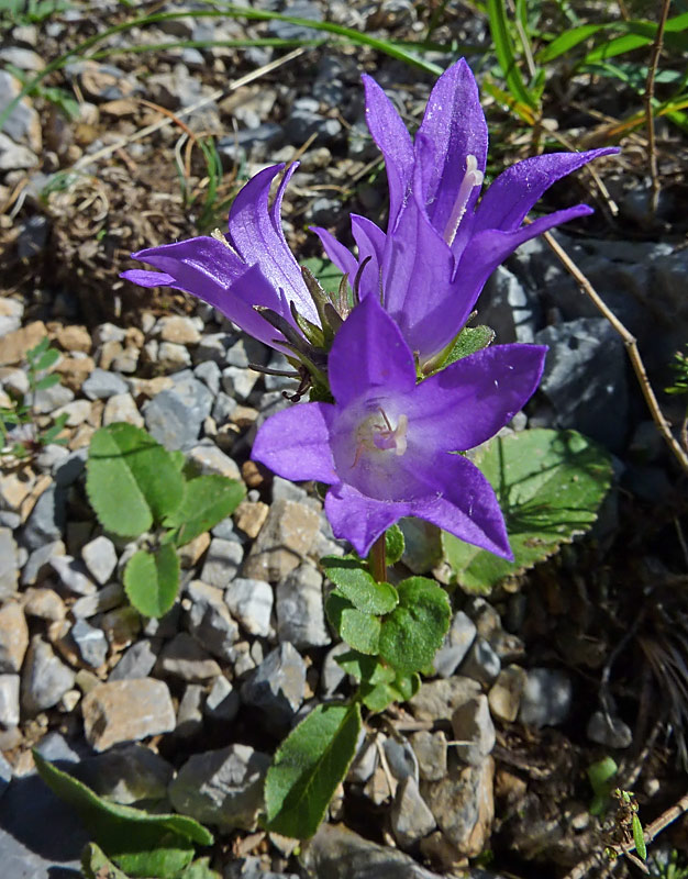 Campanula glomerata