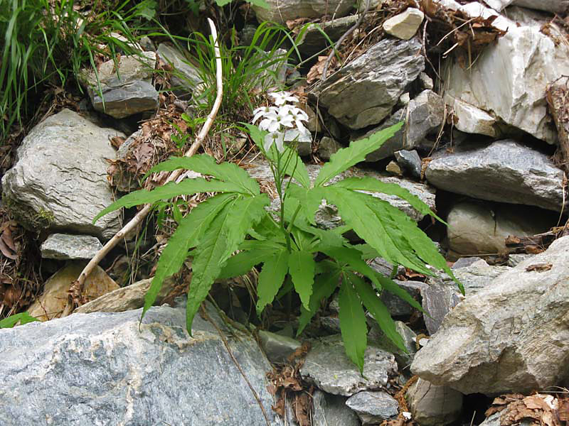Cardamine heptaphylla