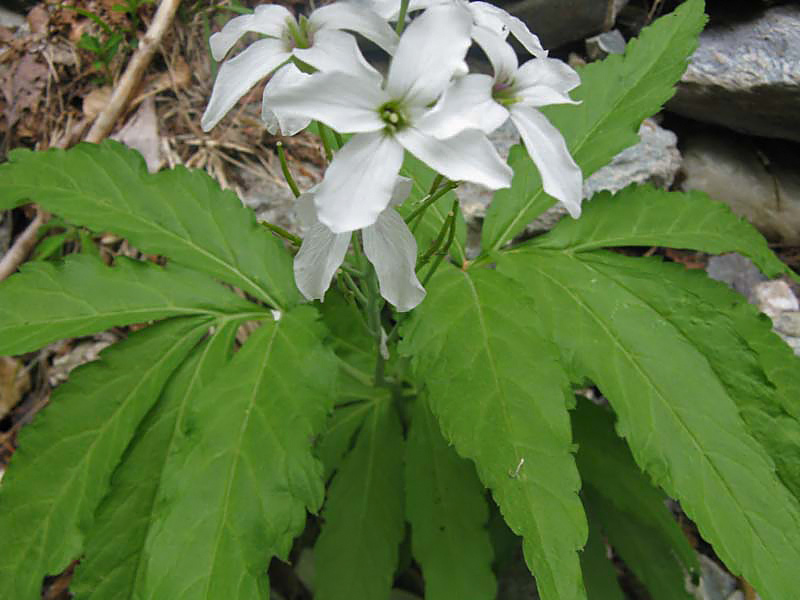 Cardamine heptaphylla
