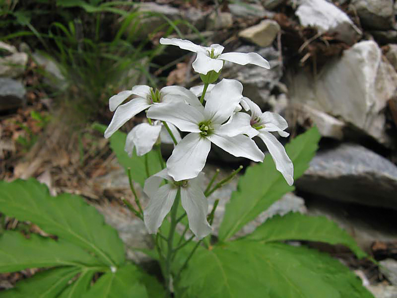 Cardamine heptaphylla