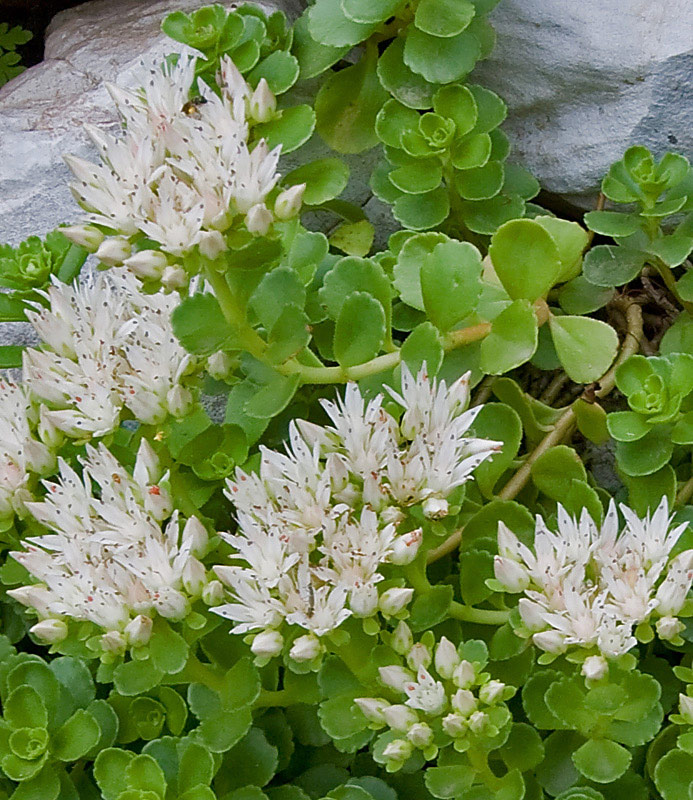 Phedimus spurius / Borraina caucasica