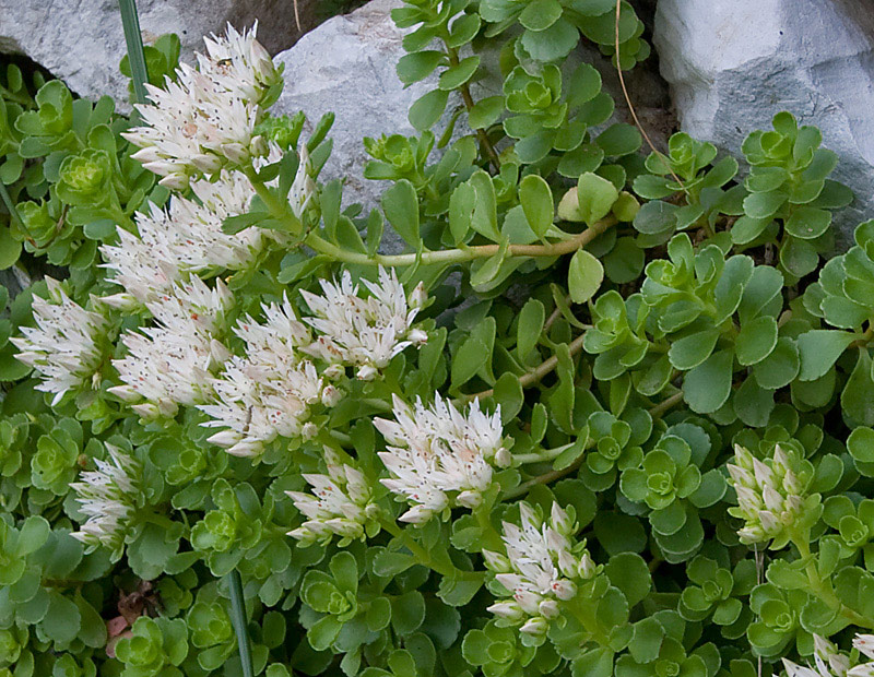 Phedimus spurius / Borraina caucasica