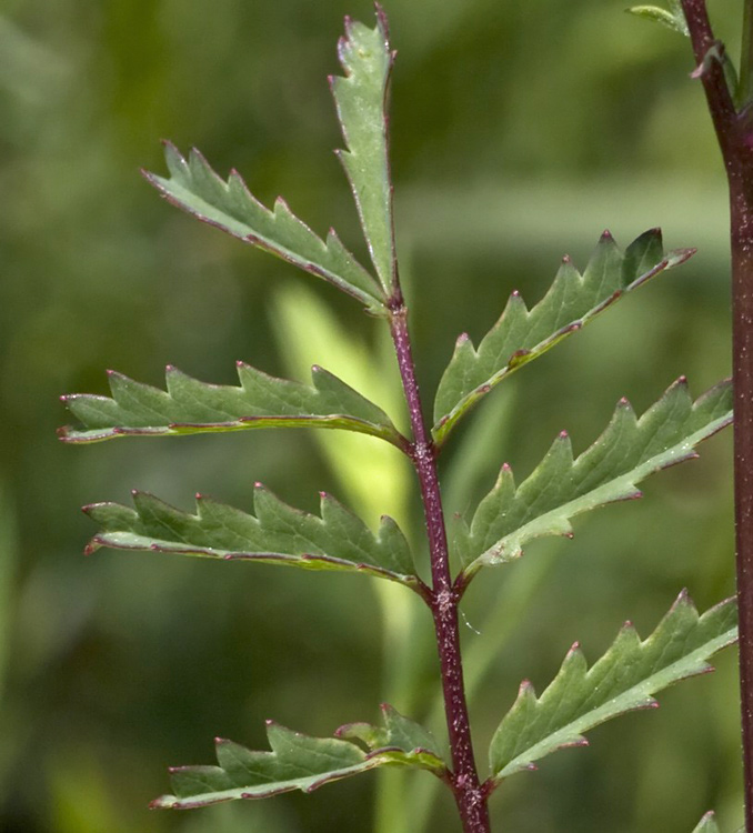 Fiore rosso Summano da id. - Sanguisorba sp.