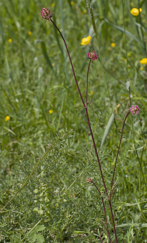 Fiore rosso Summano da id. - Sanguisorba sp.