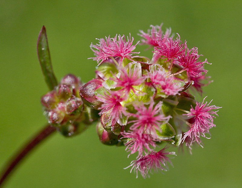 Fiore rosso Summano da id. - Sanguisorba sp.