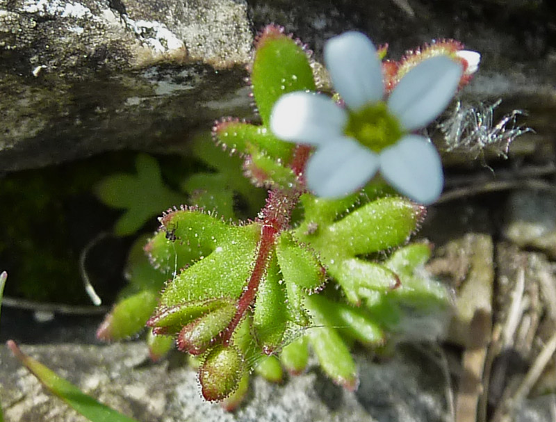 Saxifraga tridactylites