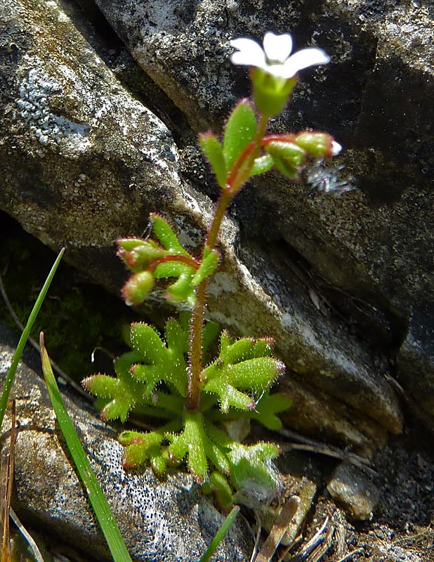 Saxifraga tridactylites