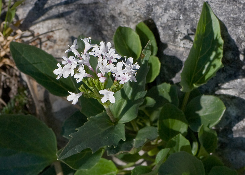 Valeriana montana