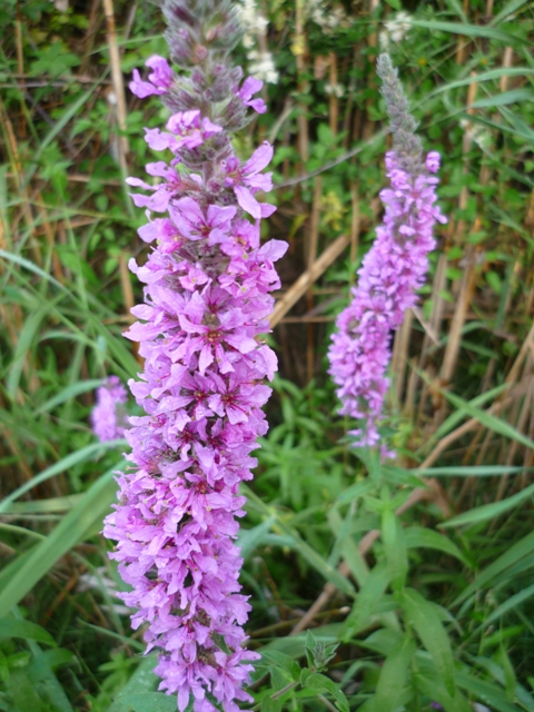 Lythrum salicaria