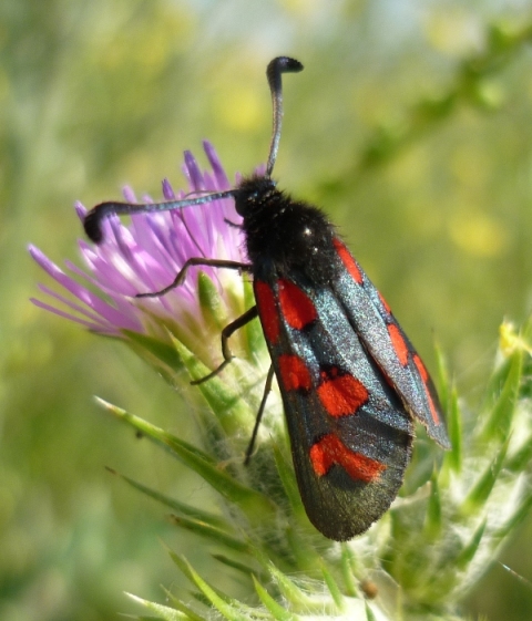 Zygaena oxytropis?