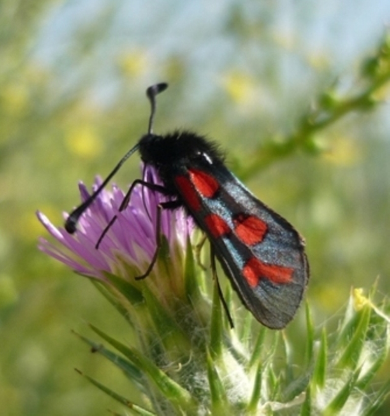 Zygaena oxytropis?