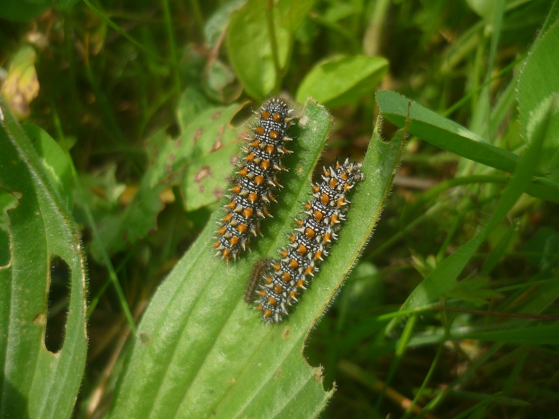 Melitaea didyma
