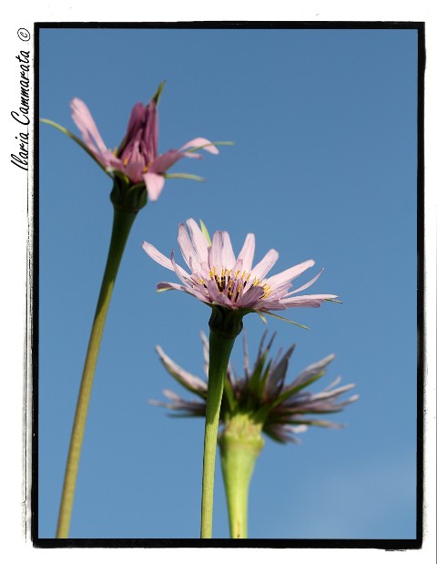 Tragopogon porrifolius