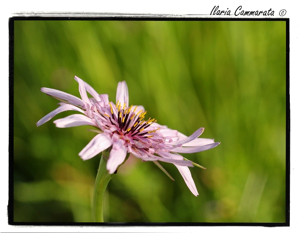 Tragopogon porrifolius