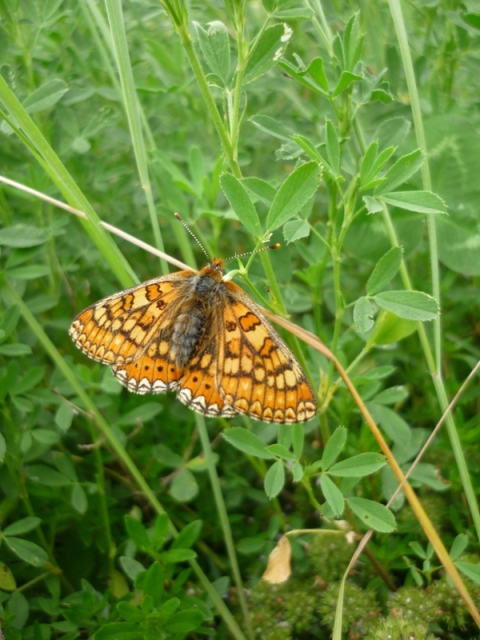 Eurodryas aurinia?