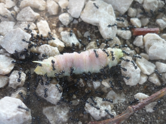 bruco sphingidae
