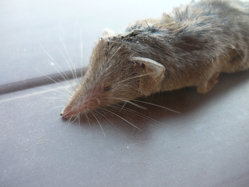 Crocidura suaveolens