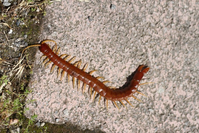 Plutonium zwierleini (Plutoniumidae)