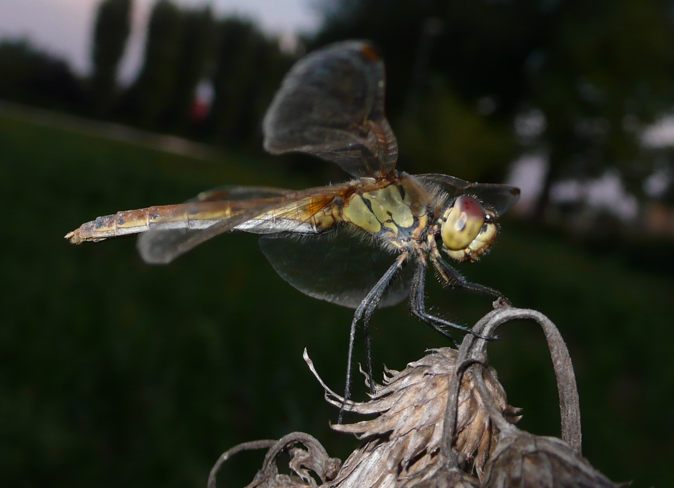 Sympetrum depressiusculum femmina?
