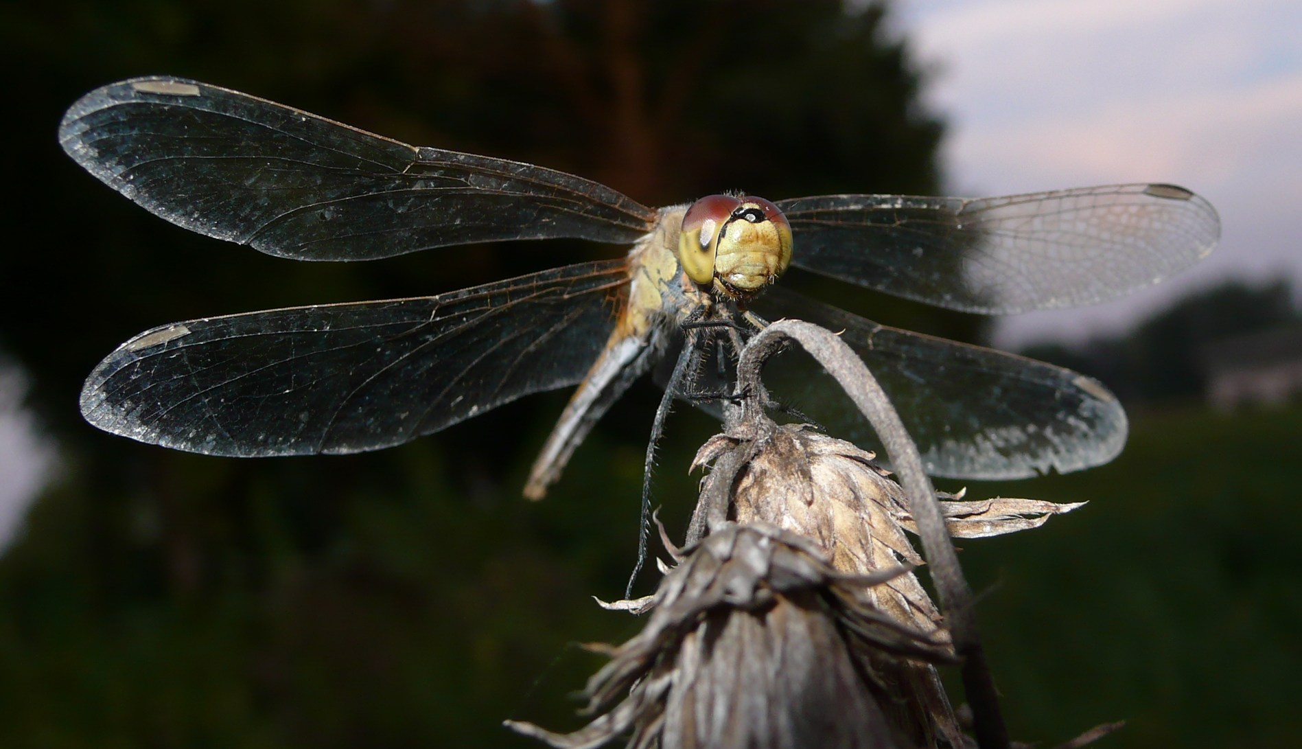 Sympetrum depressiusculum femmina?