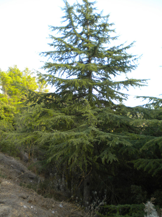 Cedrus deodara e C. atlantica