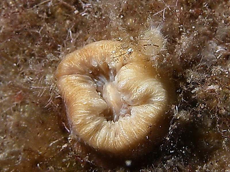 Balanophyllia europea
