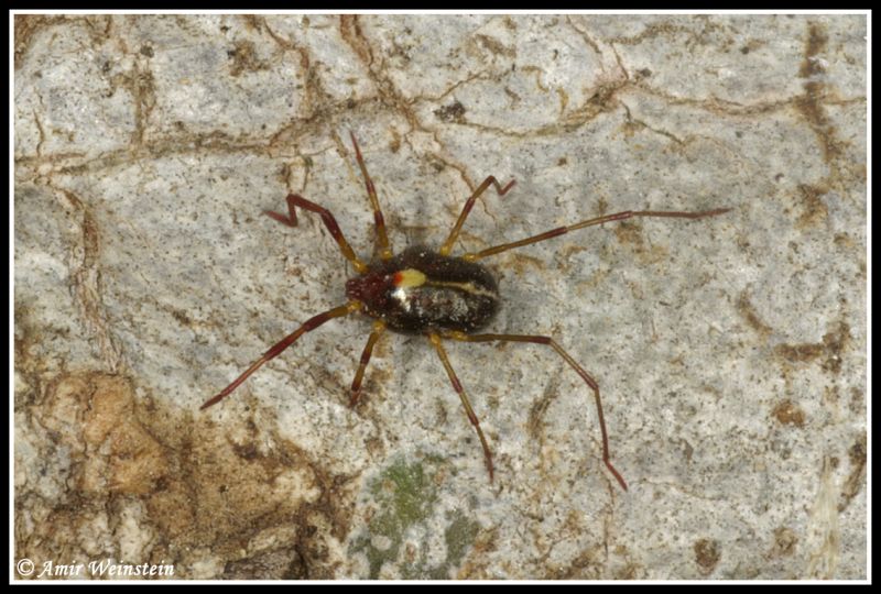 Erythraeus sp. di Israele, Lazio e Sardegna