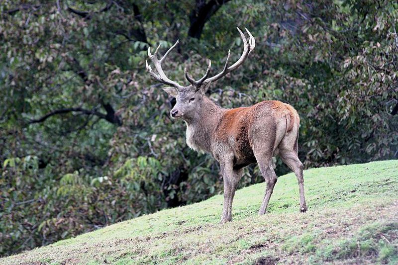 il re del bosco...