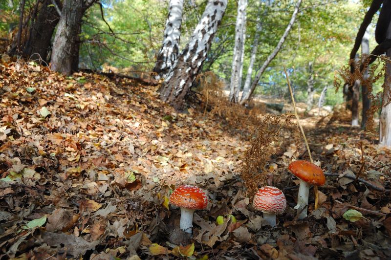 Amanita muscaria